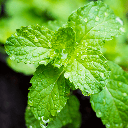 Glister™ Mint Refresher Spray
